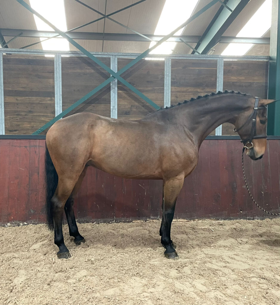 Limoncello – WB Stables